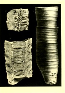 n448_w1150