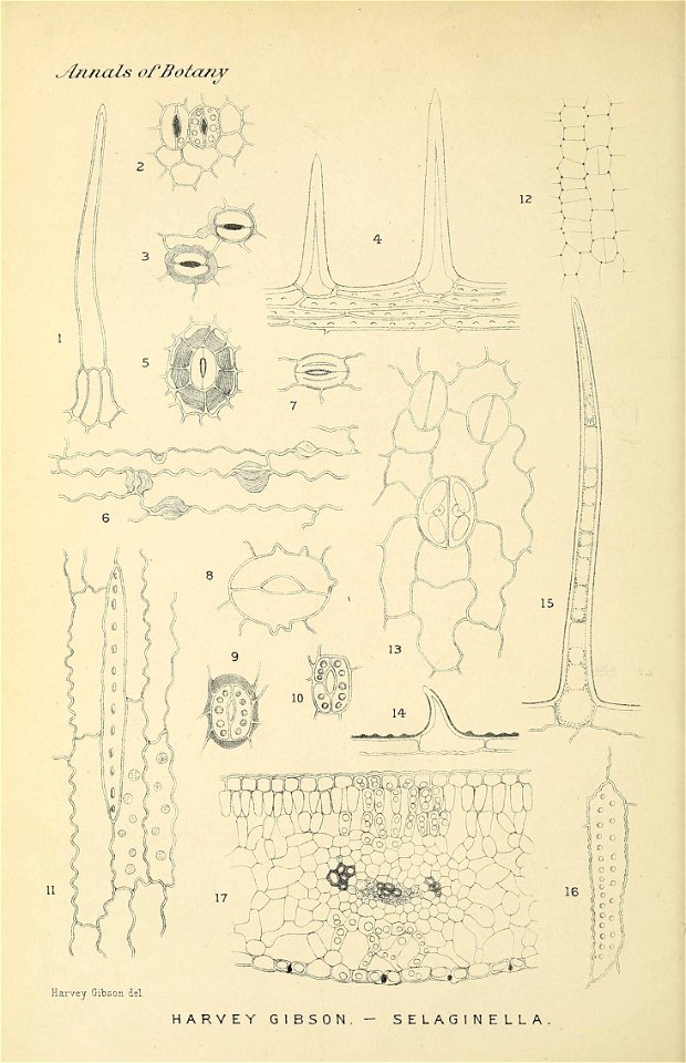 n215_w1150