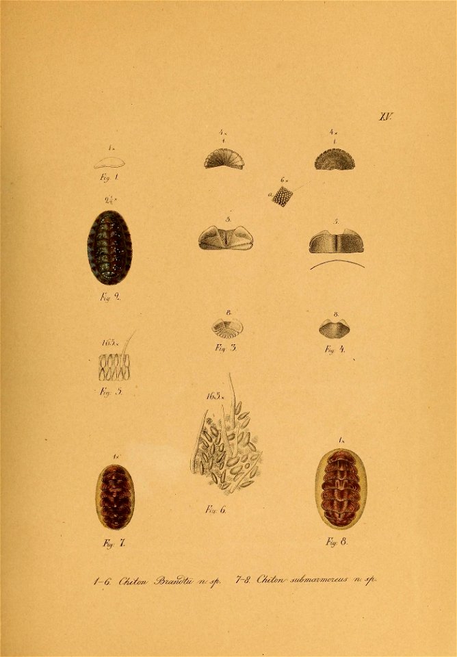n566_w1150