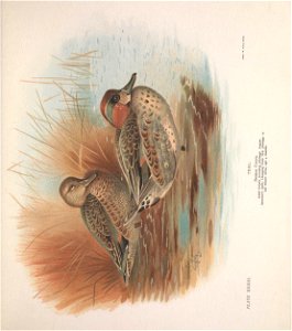 n212_w1150