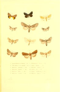 n438_w1150