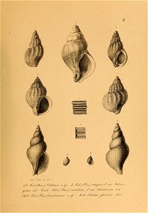 n556_w1150