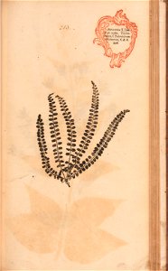 n450_w1150