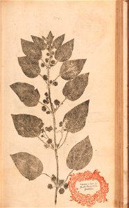 n424_w1150