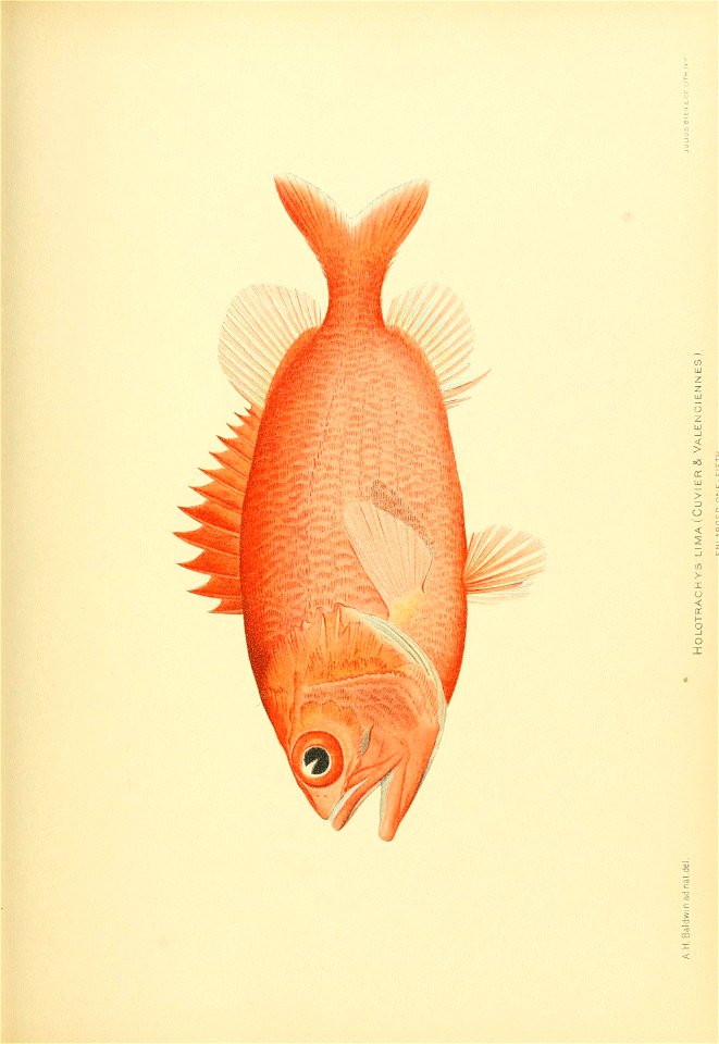 n746_w1150