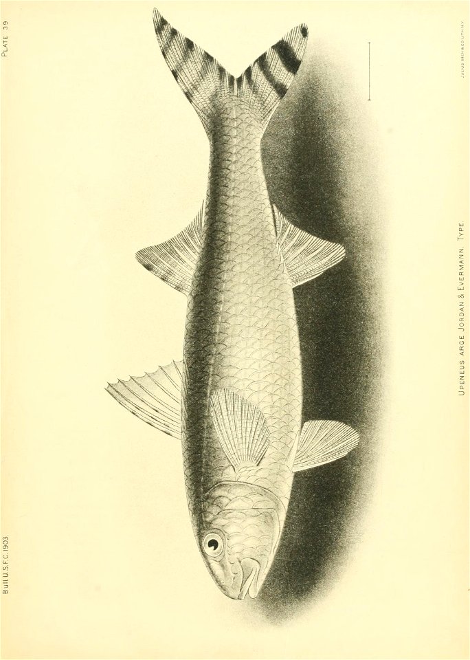 n376_w1150