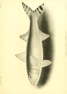 n376_w1150