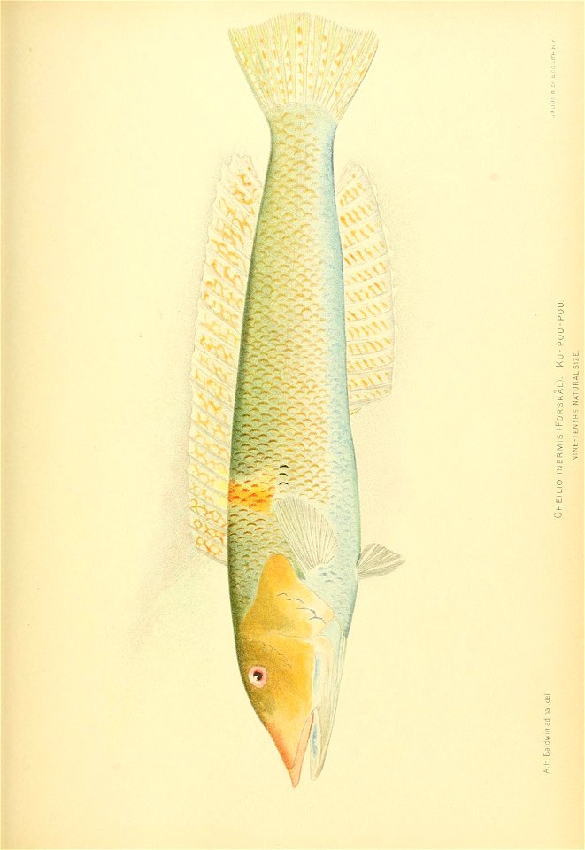 n804_w1150