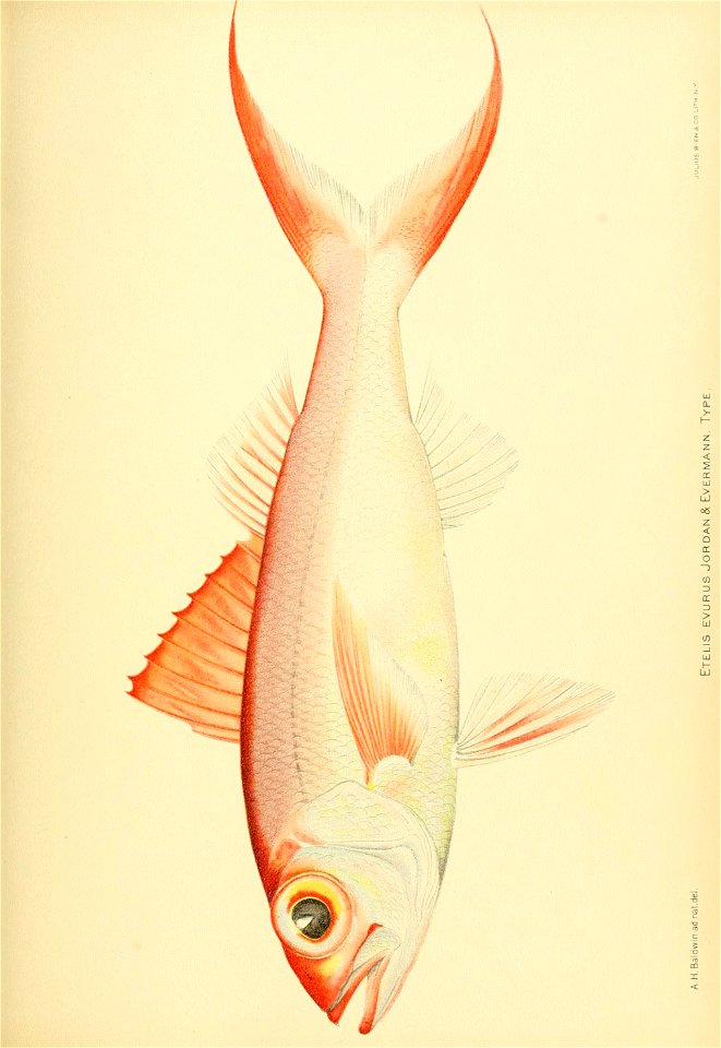 n774_w1150
