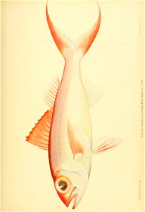 n774_w1150