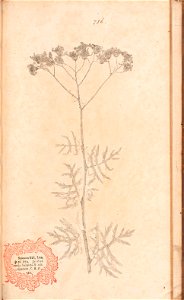 n596_w1150
