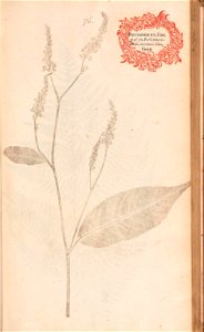 n176_w1150