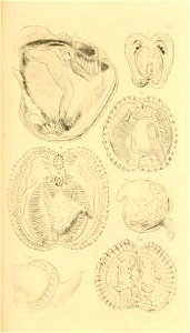n152_w1150