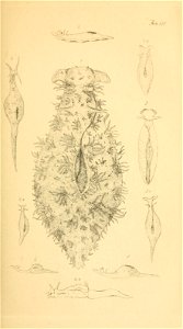 n190_w1150