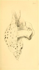 n36_w1150
