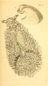 n154_w1150