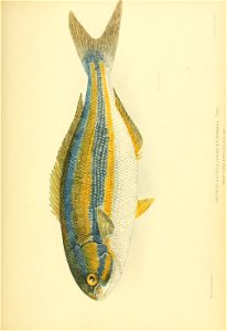 n778_w1150