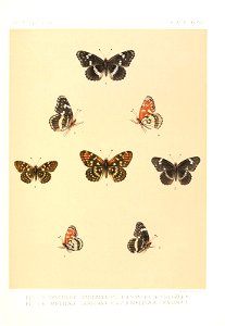 n878_w1150