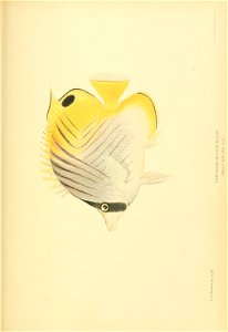 n832_w1150