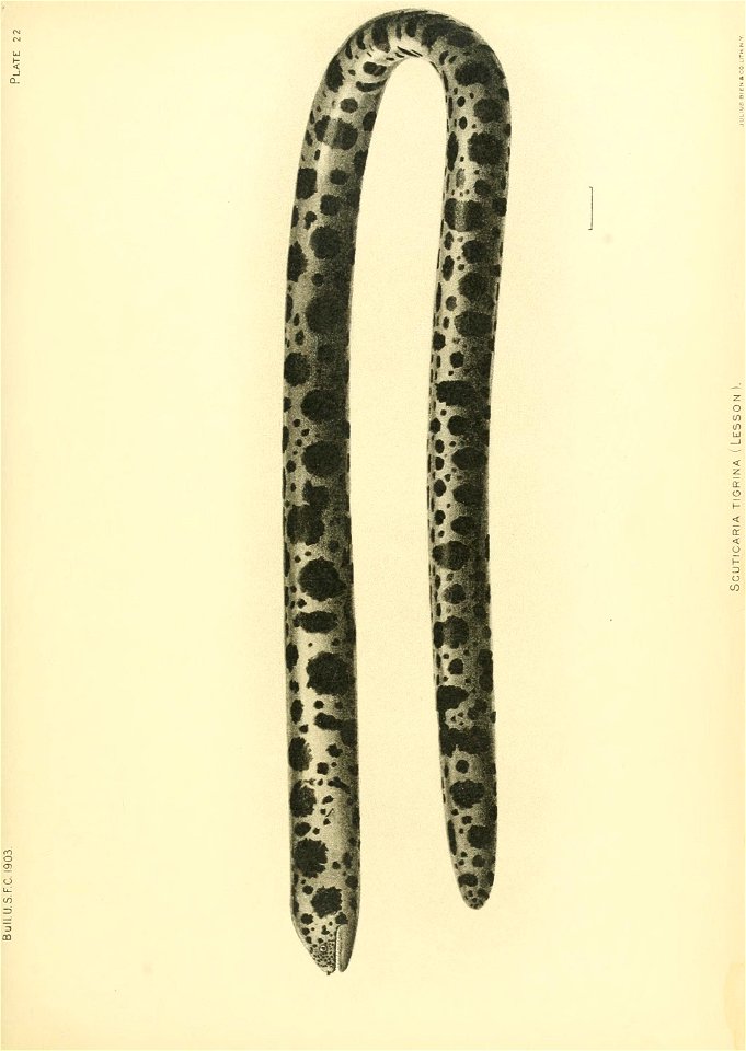 n190_w1150