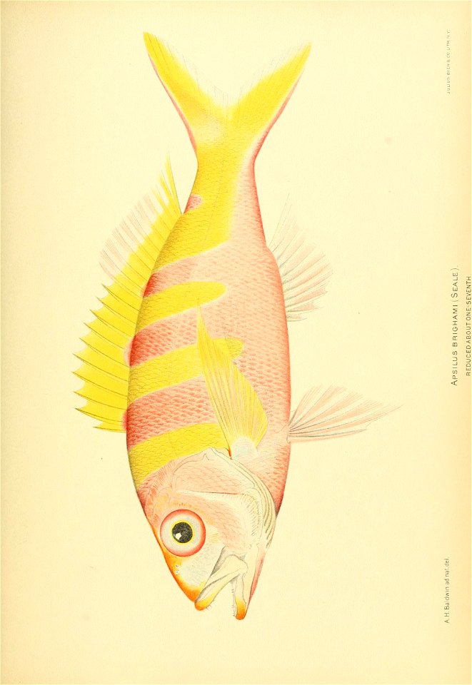 n770_w1150
