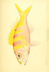 n770_w1150