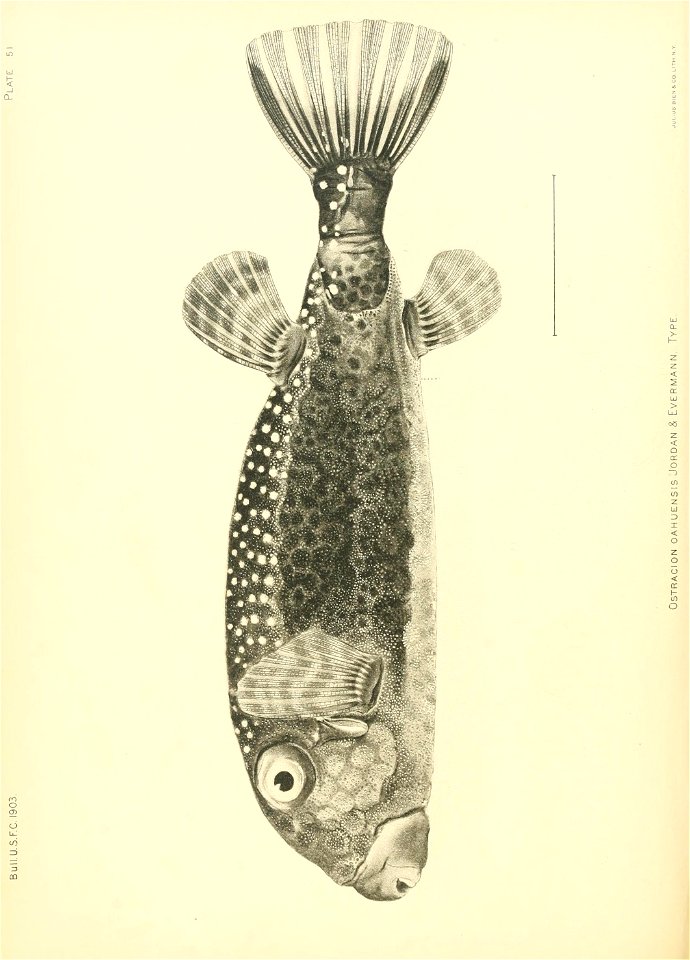 n579_w1150