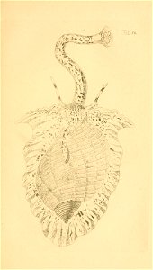 n42_w1150