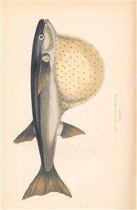 n509_w1150