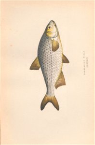 n68_w1150