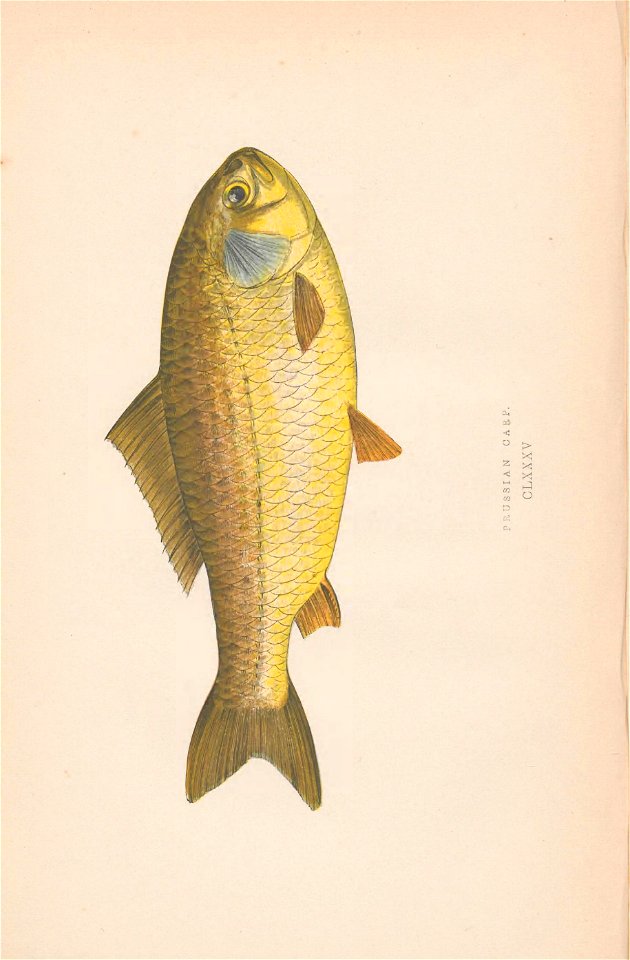 n49_w1150