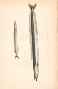 n217_w1150