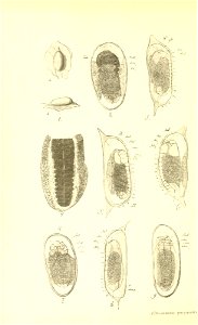 n219_w1150