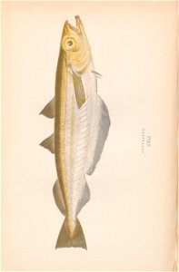 n125_w1150