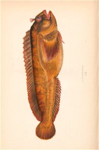 n333_w1150