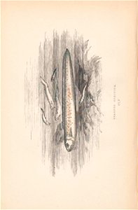 n207_w1150