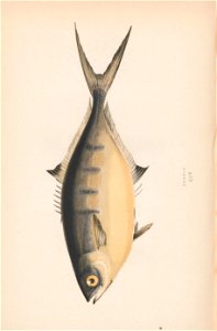 n221_w1150