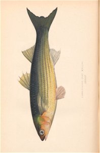 n569_w1150