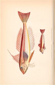 n65_w1150