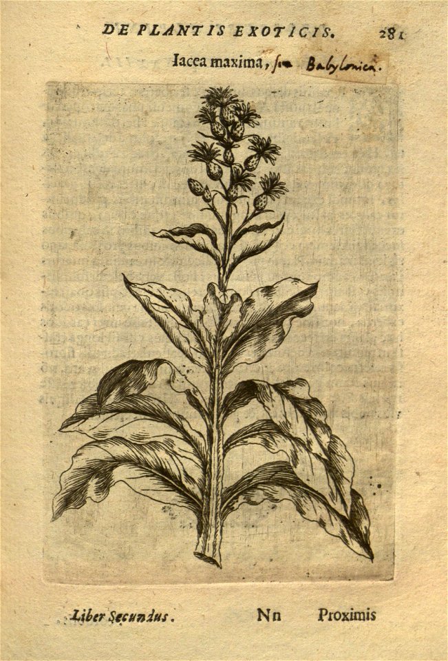 n295_w1150