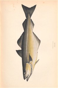 n136_w1150