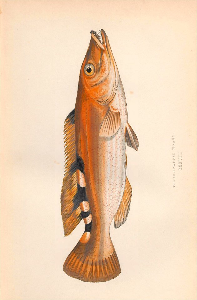n58_w1150