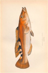 n58_w1150