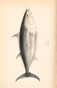 n155_w1150