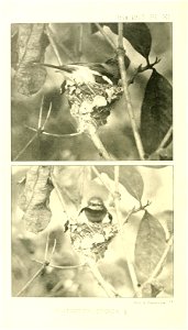 n599_w1150