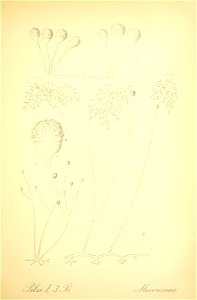 n264_w1150