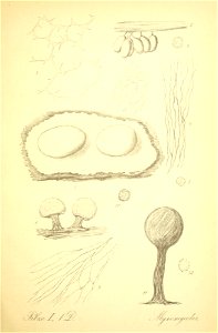 n36_w1150