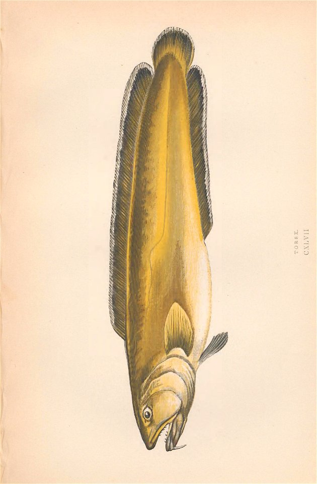 n156_w1150