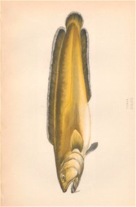 n156_w1150
