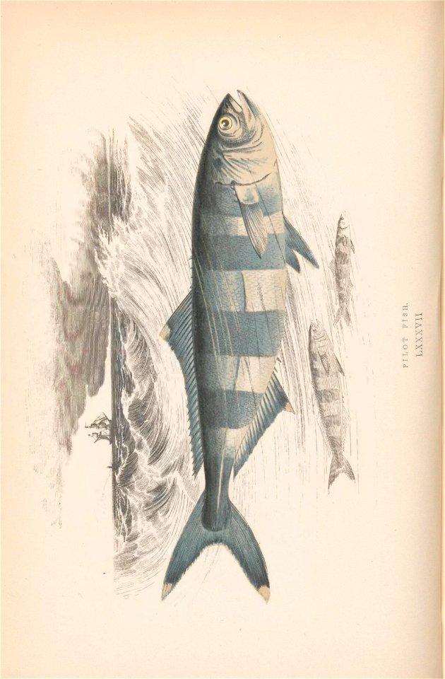 n173_w1150